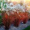 Miscanthus Droning Ingrid